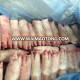 Grade A Frozen Pork Feet